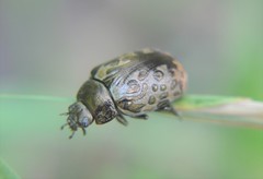 Calligrapha multipustulata