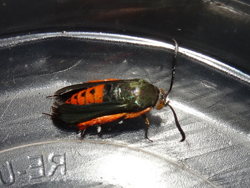 Squash Vine Borer photo 3