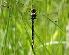 Cordulegaster obliqua