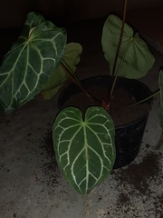 Anthurium crystallinum