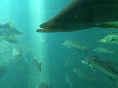 Centropomus undecimalis