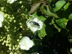 Anastrangalia laetifica