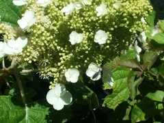 Anastrangalia laetifica