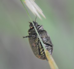 Calligrapha multipustulata