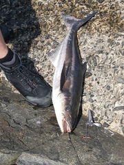 Rachycentron canadum