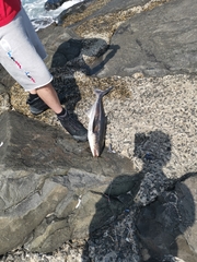 Rachycentron canadum