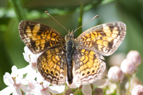 Pearl Crescent photographed in Arizona