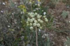 Allium cyrillii