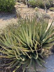 Agave deserti