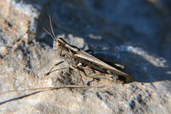 Omocestus raymondi