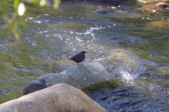 Cinclus mexicanus unicolor