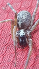 Megalostrata