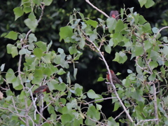 Haemorhous mexicanus