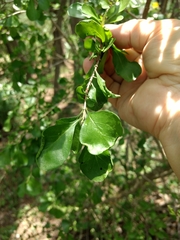 Randia obcordata
