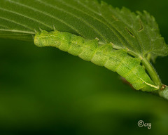 Orthosia hibisci