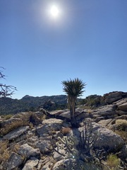 Yucca schidigera