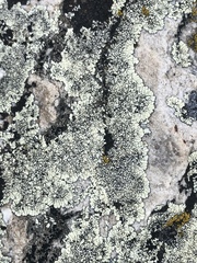 Dimelaena