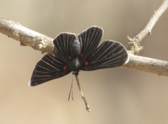 Melanis acroleuca acroleuca