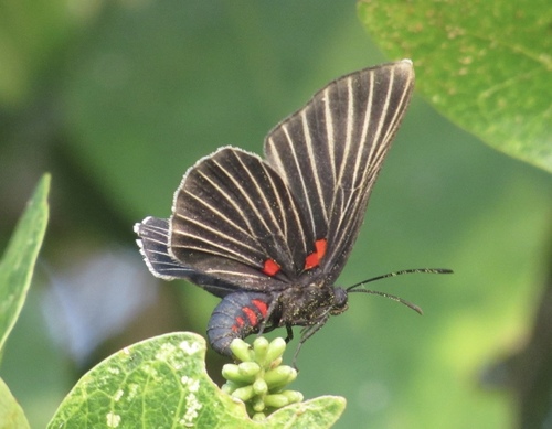 White-rayed Metalmark