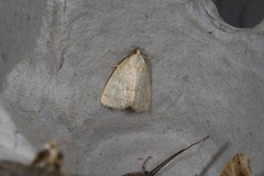 Protodeltote albidula