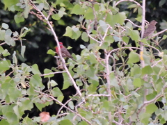 Haemorhous mexicanus