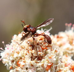 Physocephala burgessi