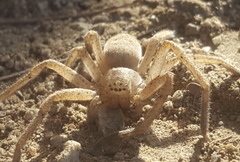 Curicaberis culiacan