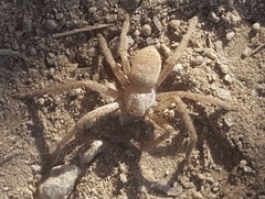 Curicaberis culiacan