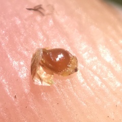 Eleocharis engelmannii