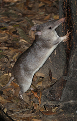 Queensland Barred Bandicoot photo 4