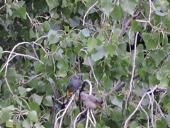 Ptiliogonys cinereus