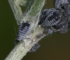 Aphis craccae