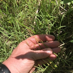 Eleocharis engelmannii