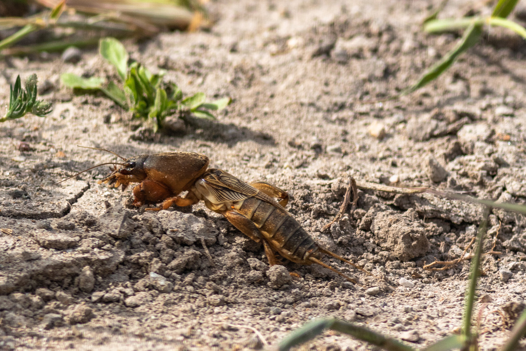 Steppe Mole Cricket