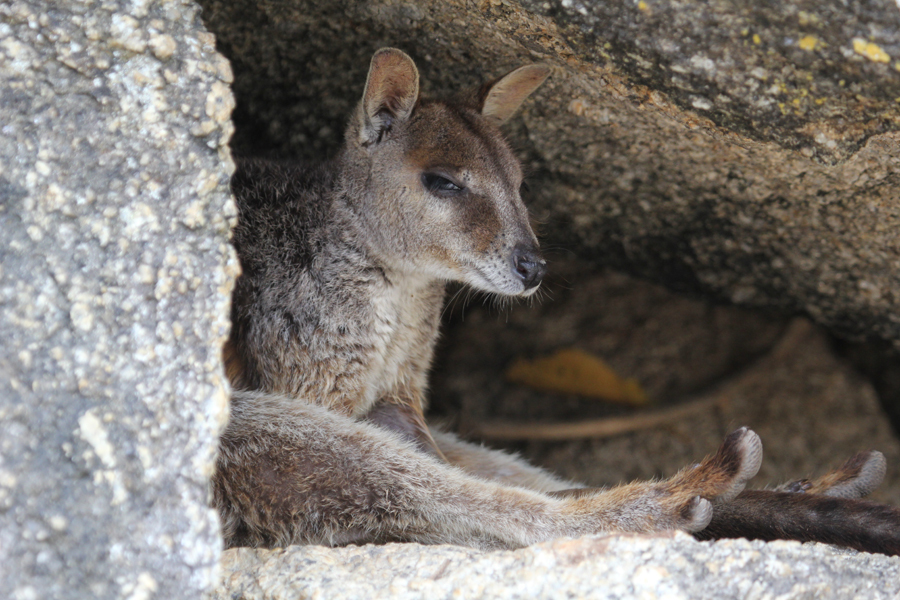 Black-flanked Rock-wallaby (Mammals of South Australia) · iNaturalist