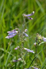 Penstemon hirsutus