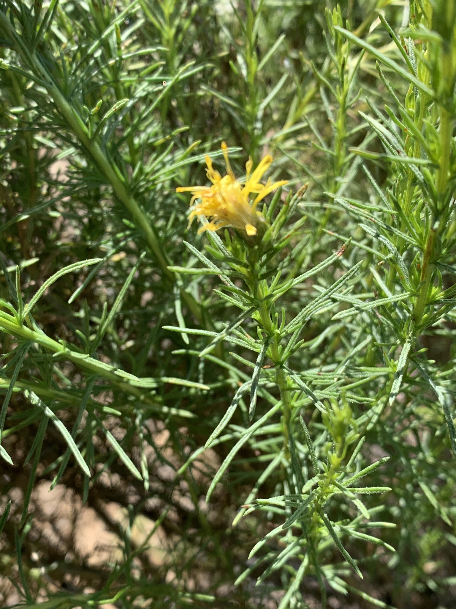 Ericameria pinifolia