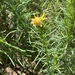 Ericameria pinifolia - Photo (c) kateboersma,  זכויות יוצרים חלקיות (CC BY-NC), הועלה על ידי kateboersma