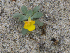 Camissoniopsis cheiranthifolia cheiranthifolia