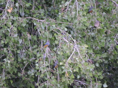 Ptiliogonys cinereus