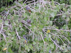 Ptiliogonys cinereus