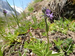 Veronica bellidioides