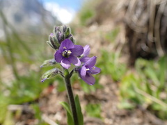 Veronica bellidioides