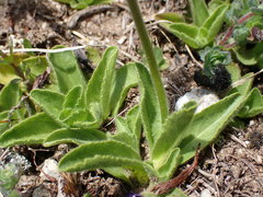 Veronica bellidioides