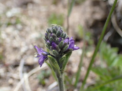 Veronica bellidioides