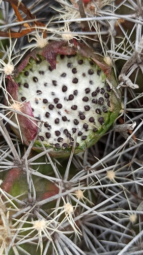 Echinocereus maritimus