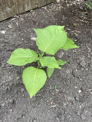 Persicaria orientalis