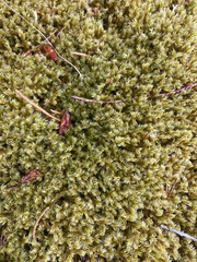 Racomitrium canescens