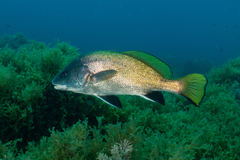 Sciaena umbra