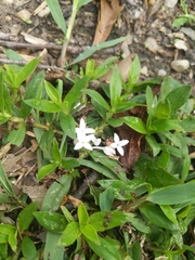 Diodia